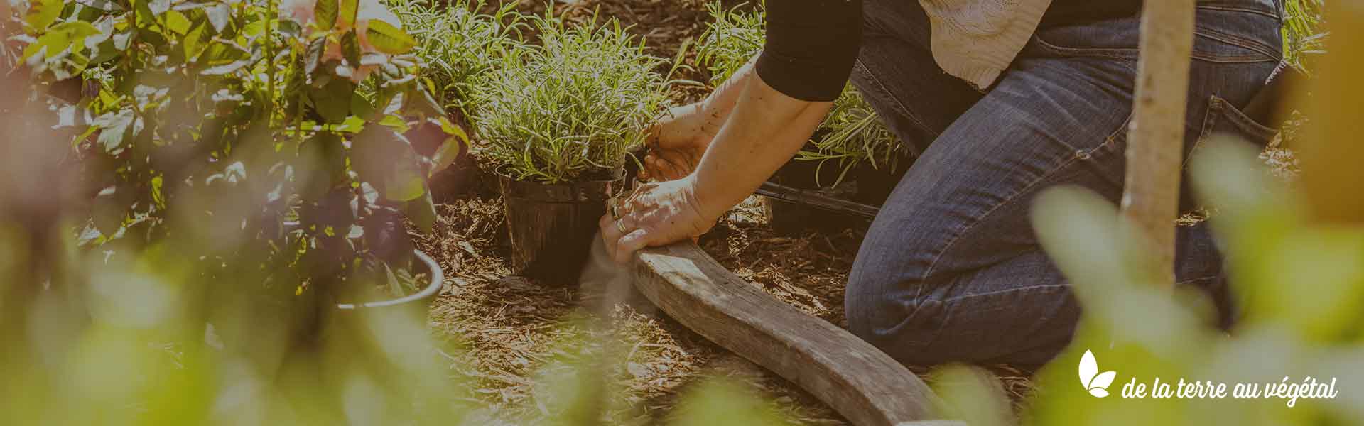 Terra Veggie, de la terre au végétal